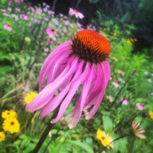 Purple Coneflower and rain