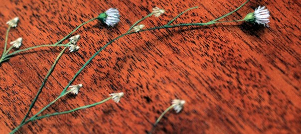 “Absolute: Position”, (detail). Oil paint on reclaimed mahogany pie crust table top. 25 1/2” x 25 1/2”. 8.9.16.