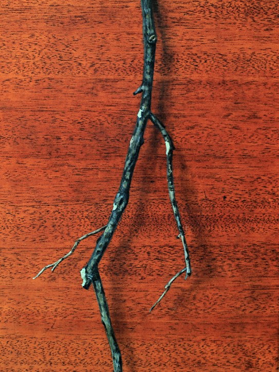 “Absolute: Position”, (detail). Oil paint on reclaimed mahogany pie crust table top. 25 1/2” x 25 1/2”. 8.9.16.