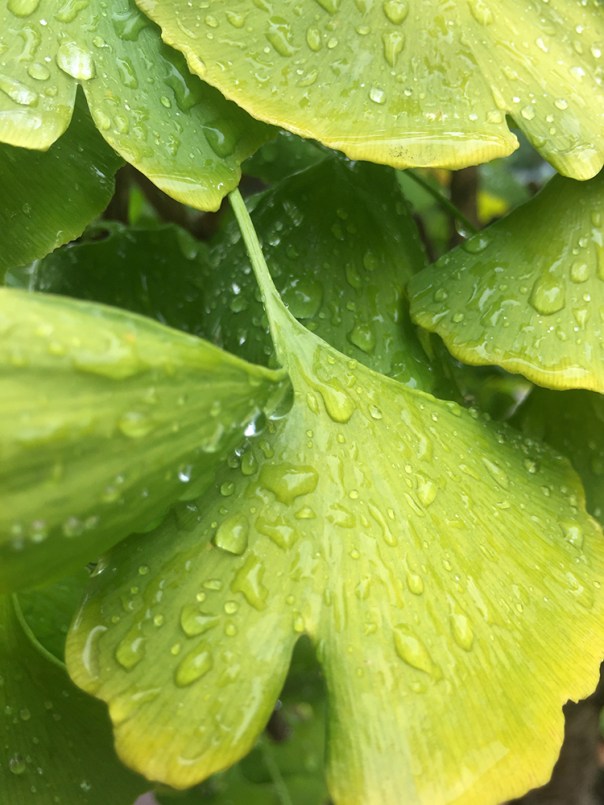Ginkgo leaves in the rain