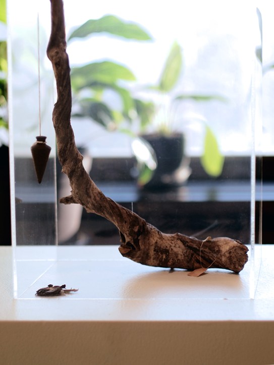 Schumacher Gallery, The Absolutes Exhibition by Daric Gill