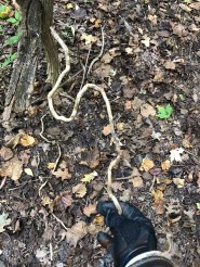 Found twisted root, dead.