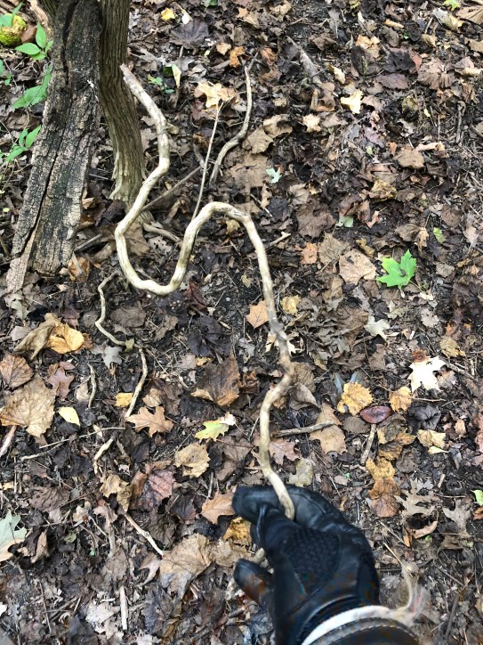 A twisted root, dead.