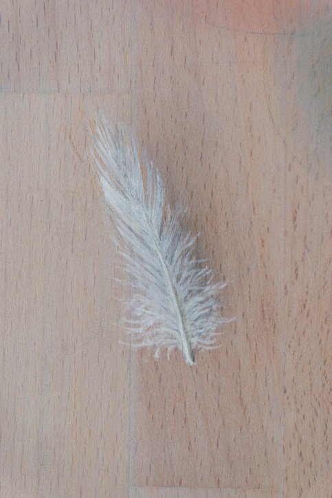 Oil paintings by Daric M. Gill