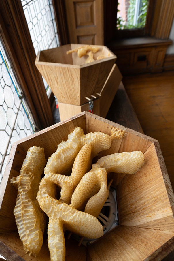 Honeycomb cling to the inside of two wooden hexagonal cones. Behind the beeswax is a speaker and acoustic speaker box.